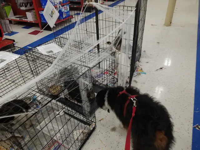 Dog breeder Petco Modesto