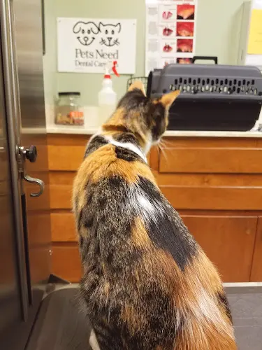 Pet vet Village Animal Hospital Pomona