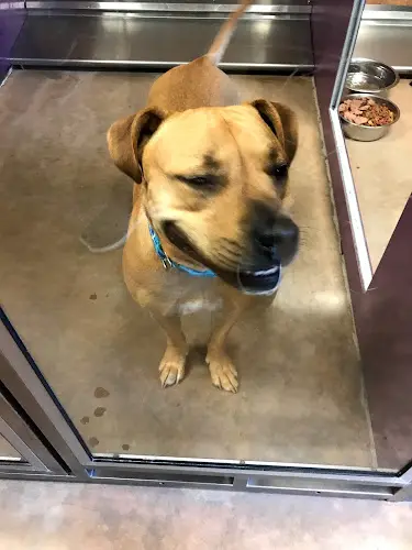 Dog breeder Auburn Valley Humane Society Federal Way