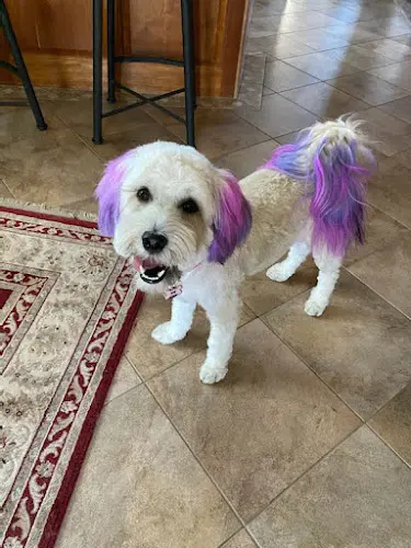 Dog Grooming Noni's Pet Boutique & Grooming Vallejo