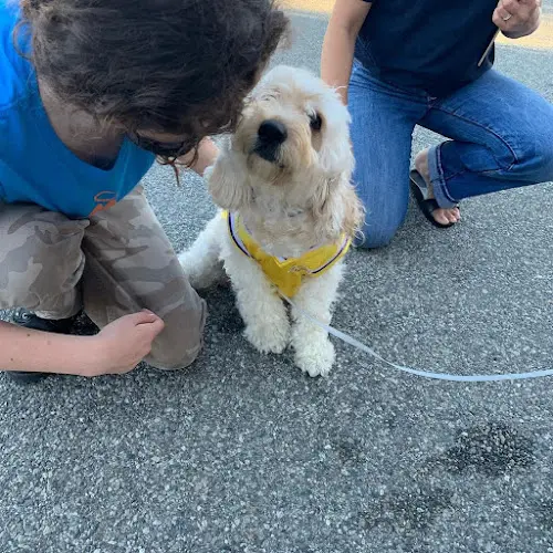 Rescue & Shelter Karma Rescue Inc. Inglewood