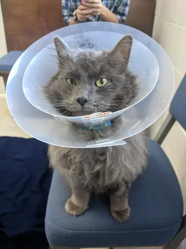 Pet vet Sacramento Cat Hospital Sacramento