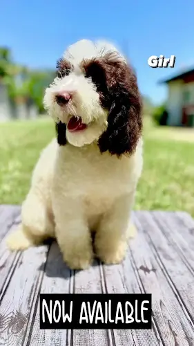 Dog breeder Caribbean breeders Roseville