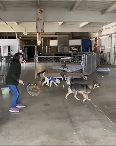 Dog day care center Dogpile Dogs San Francisco