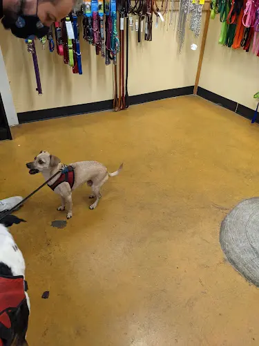 Dog day care center Pacific Pets Hillsboro