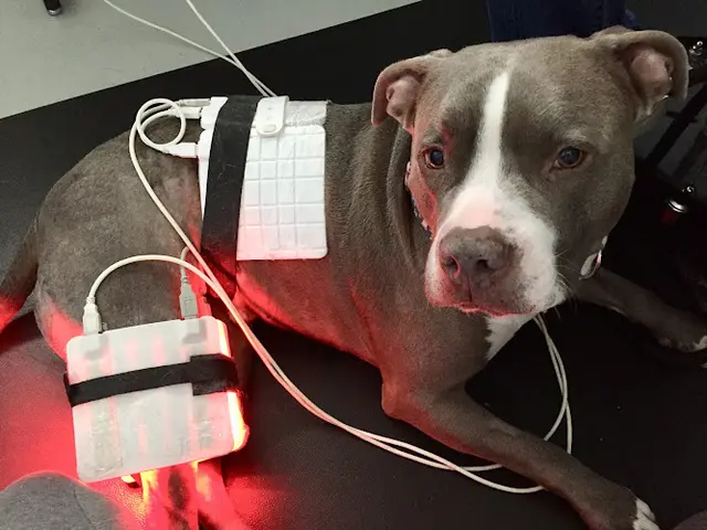 Pet vet Petlight Therapy Center Sunnyvale