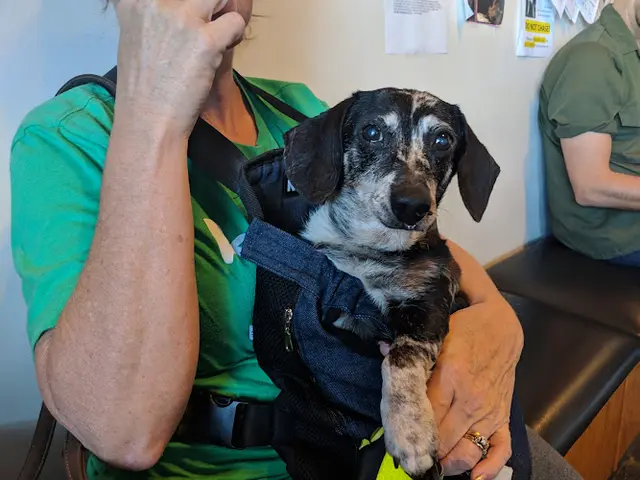 Pet vet Grand Animal Hospital San Diego