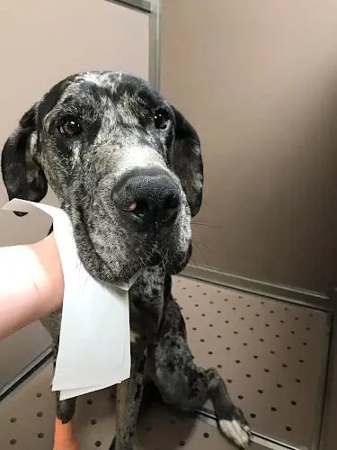 Pet boarding service Animal Hospital of Parkland Tacoma