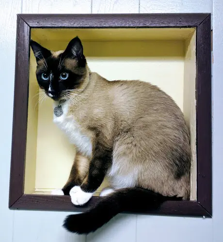 Pet vet Warner Avenue Animal Hospital Westminster