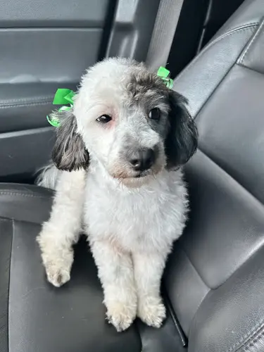 Pet boarding service Madame Pompador South Gate