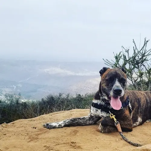 Dog Park Cowles Mountain San Diego
