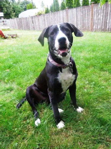 Pet vet Sumner Veterinary Hospital Tacoma