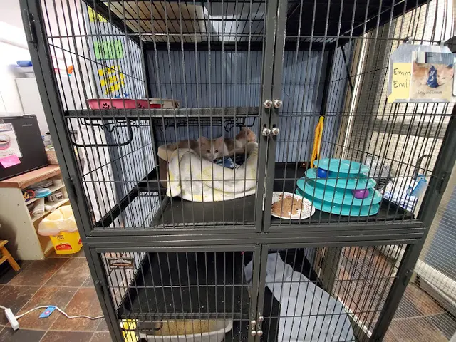 Rescue & Shelter Kittyland Cat & Kitten Rescue Indio