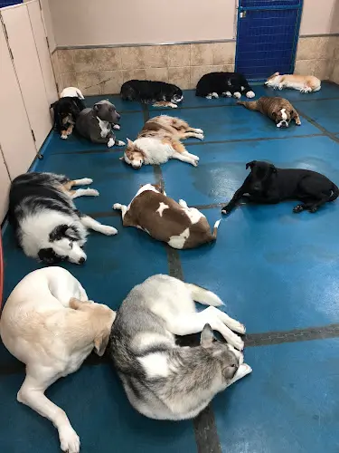 Dog day care center Doggie Oasis Day Care & Boarding Fresno