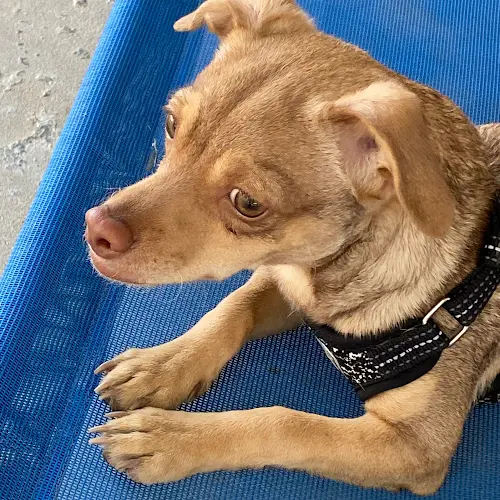 Dog day care center Dogspring Training Fresno