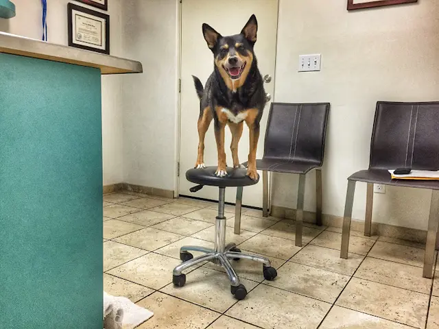 Dog breeder Animal & Bird Hospital of Del Mar Carlsbad