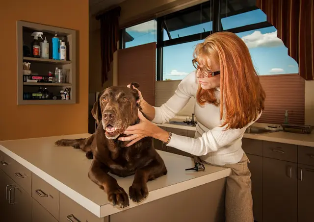 Dog day care center Animal Allergy and Ear Clinic Beaverton