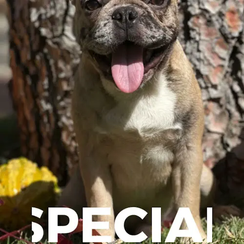 Dog breeder French Bulldogs LA Ventura