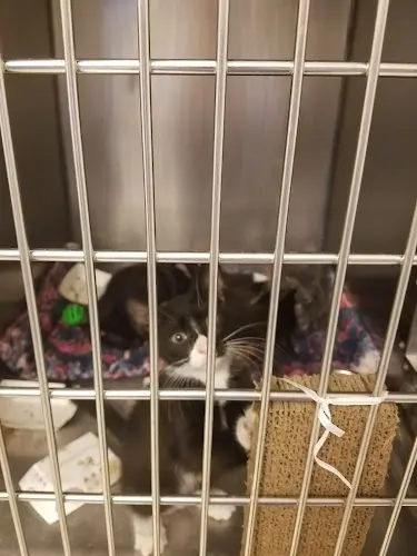 Rescue & Shelter Cat Adoption Team Portland