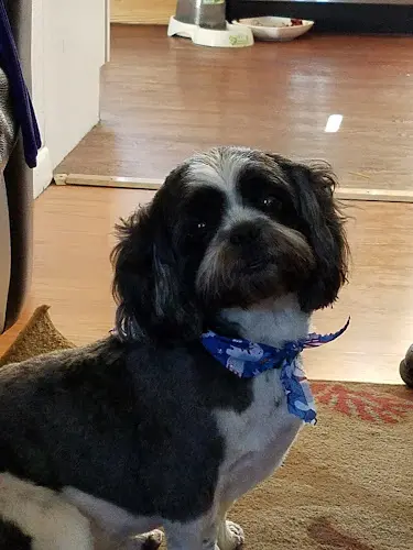 Dog Grooming Give A Fluff Grooming Long Beach