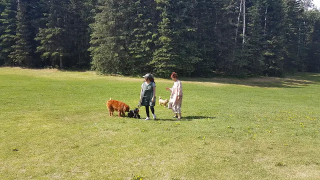 Dog Park Ruth Arcand Park Anchorage