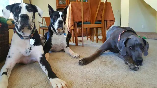 Dog trainer The Right Steps Sacramento