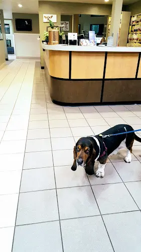 Dog day care center VCA Laguna Niguel Animal Hospital Mission Viejo