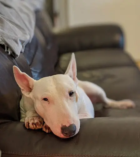 Dog breeder Fresno Pet Pleasure Fresno