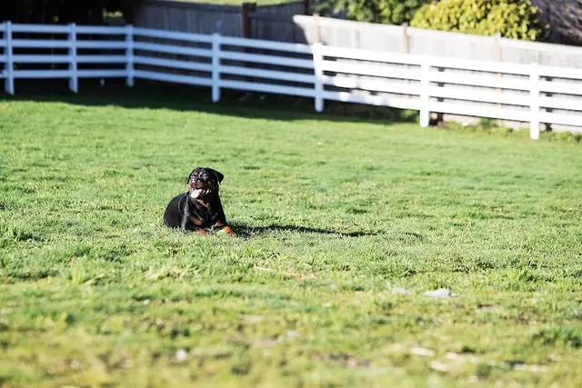 Dog breeder C and G German Import Rottweilers Everett