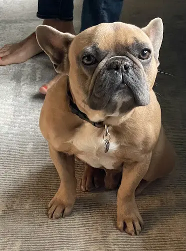 Pet boarding service For Paws Salon Santa Barbara