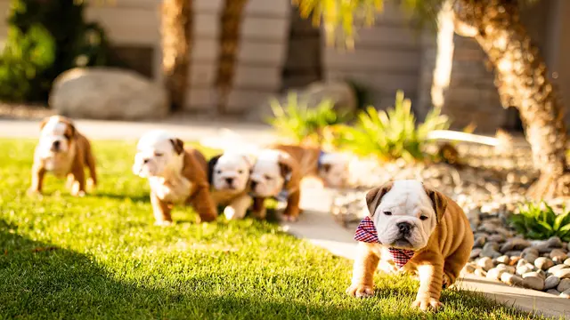 Dog breeder Cali Bulldog Club Bakersfield