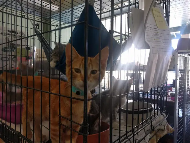 Rescue & Shelter Nine Lives Foundation Cat Clinic Sunnyvale
