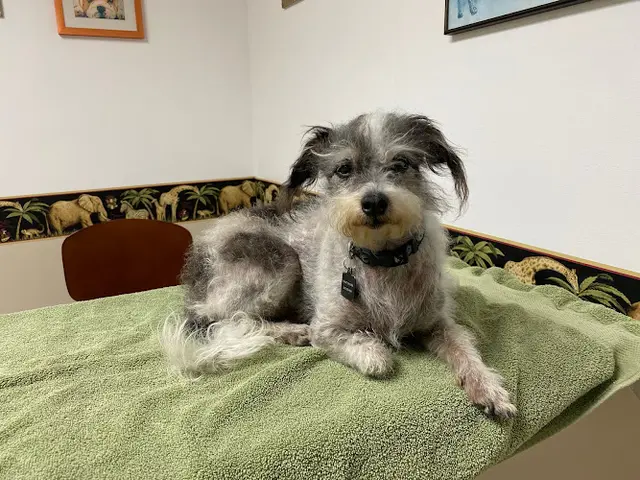Pet vet Ventura Veterinary Hospital Ventura