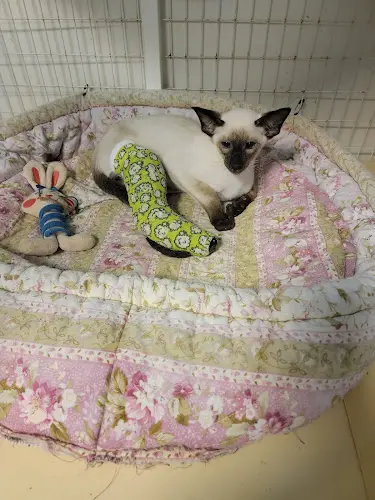 Pet vet Vca Emergency Animal Hospital: Chin Michele DVM San Diego