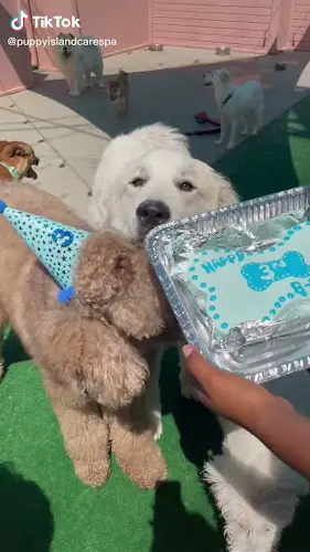 Dog day care center Puppy Island Care & Spa Los Angeles