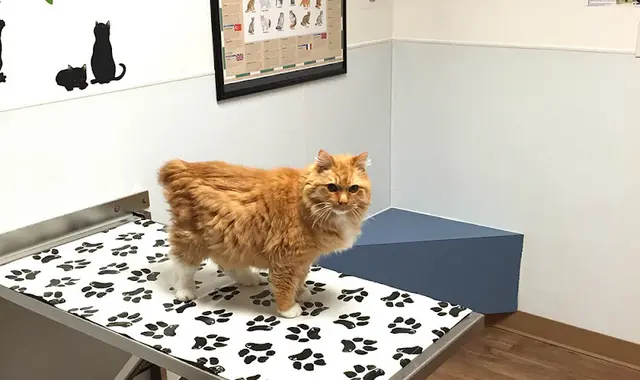 Pet vet Spanaway Veterinary Clinic Tacoma