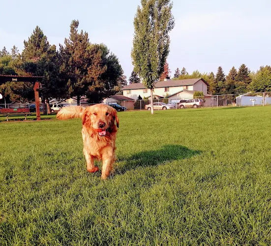 Dog Park Central Bark Dog Park Spokane
