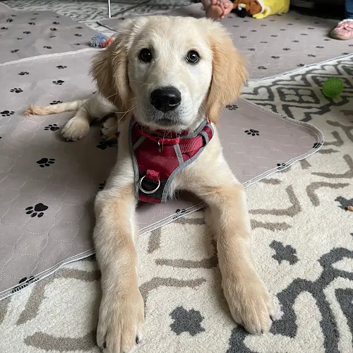 Dog trainer DogSmart LLC San Diego