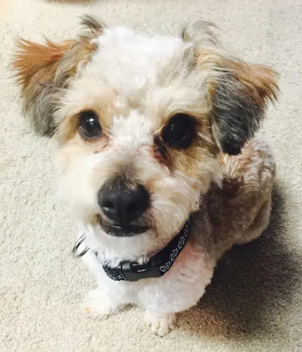 Dog breeder Shadowridge Veterinary Hospital & Creature Comforts Pet Hotel in Vista Oceanside