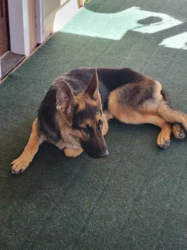 Dog day care center K9 Country Club Pet Center Spokane