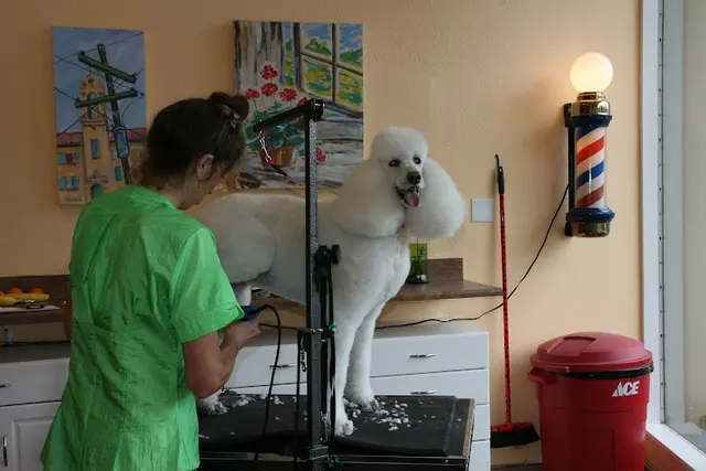 Dog day care center The Soggy Doggy Santa Rosa