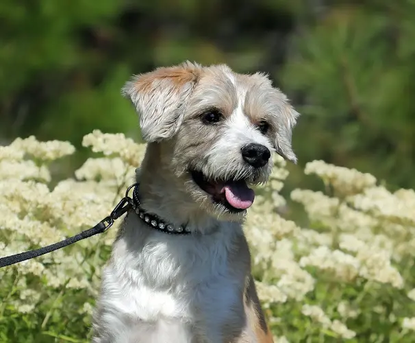 Dog Grooming Anna's Grooming Spokane Valley