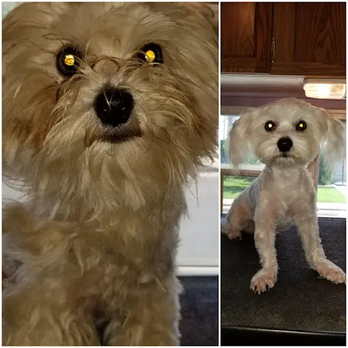 Dog Grooming All Creatures Animal Grooming Fresno
