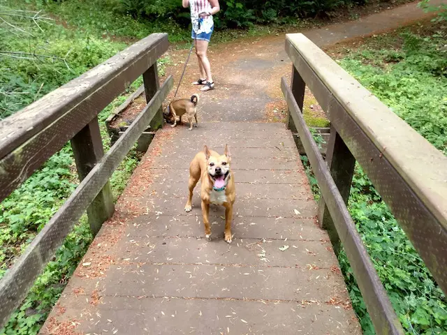 Dog Park Whispering Woods Natural Area Hillsboro