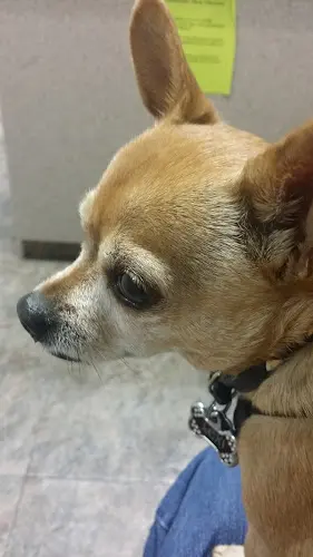 Dog day care center Ortega Animal Care Center Mission Viejo