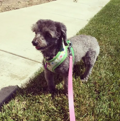 Dog walker OCDogWalking Anaheim