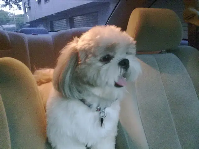 Dog Grooming A J's Pet Shop & Grooming Burbank