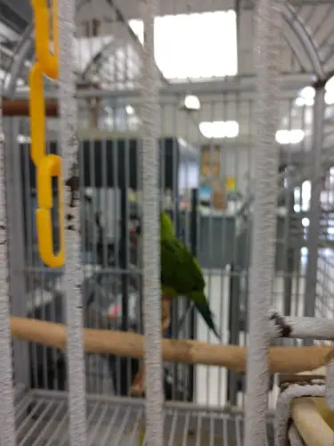 Pet boarding service Our Feathered Friends San Diego