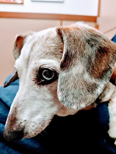Pet boarding service Aerowood Animal Hospital Bellevue