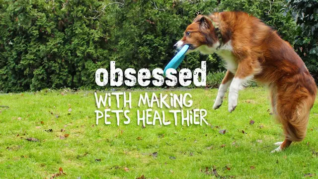 Pet boarding service All The Best Pet Care Kirkland